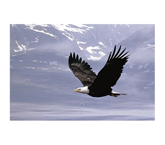 Bald Eagle Flying Over the Mountains Poster - Perfect for College Dorms