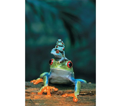 Red-Eyed Tree Frog, Mother and Babies Poster
